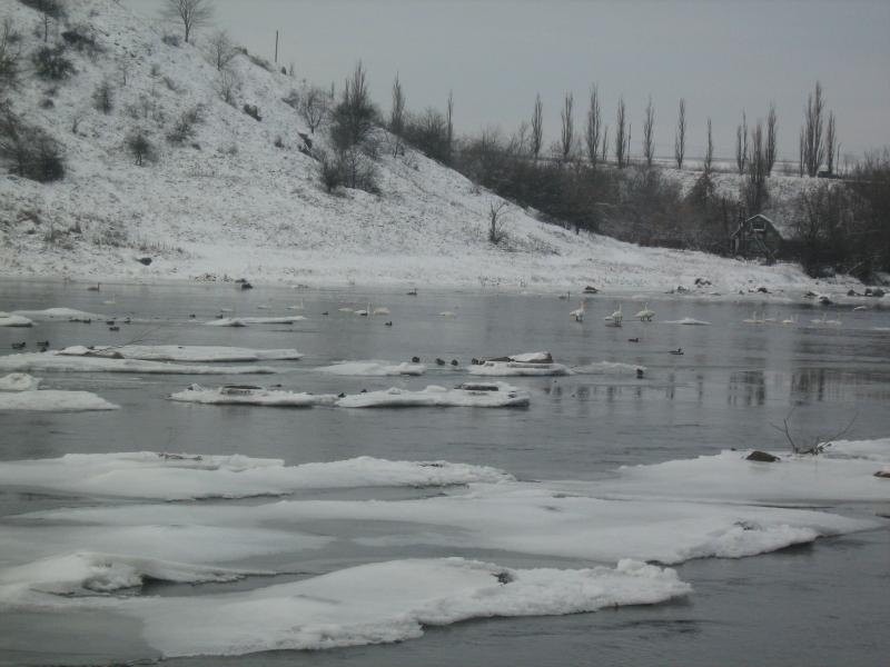 Хащувате - Хащувате