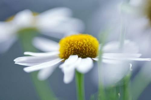 отдых в деревне) - Ушкалка