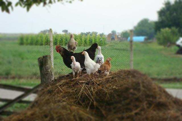 Наші фото - Привілля