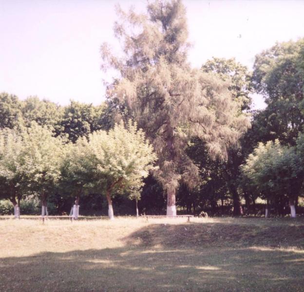 Парк села Деребчин - Деребчин