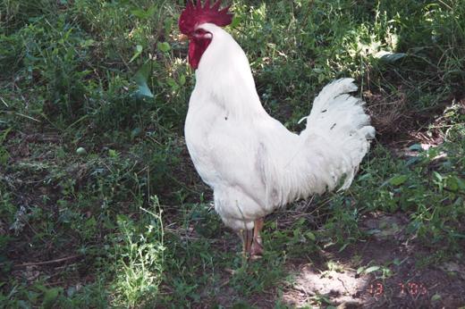 Давидівка - Давидівка