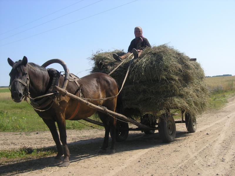 Наші фото - Ведильці