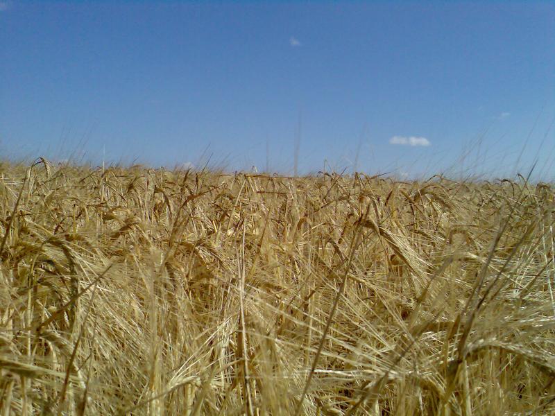 Наші фото - Богданівка