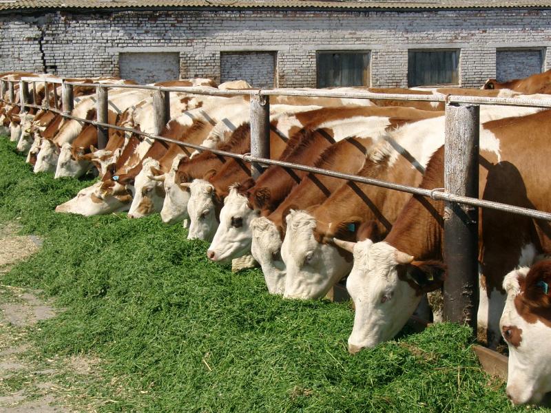 приїзд губернатора В. Хоменка - Коломийцевка