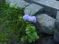 Квіти ІВАНИЦІ