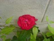 Квіти ІВАНИЦІ