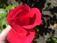 Квіти ІВАНИЦІ