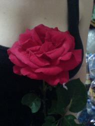 Квіти ІВАНИЦІ