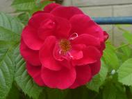 Квіти ІВАНИЦІ