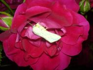 Квіти ІВАНИЦІ