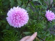 Квіти ІВАНИЦІ