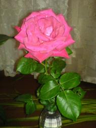 Квіти ІВАНИЦІ