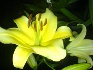 Квіти ІВАНИЦІ