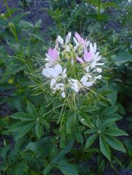 Квіти ІВАНИЦІ