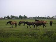 краєвид с. Выдерта