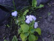 Квіти ІВАНИЦІ