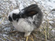 Ожарівка - Останні фото