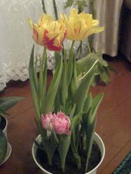 Квіти ІВАНИЦІ