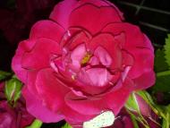 Квіти ІВАНИЦІ