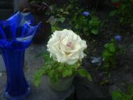 Квіти ІВАНИЦІ