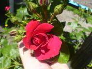 Квіти ІВАНИЦІ