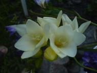 Квіти ІВАНИЦІ