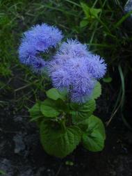 Квіти ІВАНИЦІ