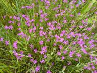 Квіти ІВАНИЦІ