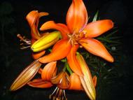 Квіти ІВАНИЦІ