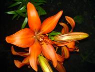 Квіти ІВАНИЦІ