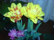 Квіти ІВАНИЦІ