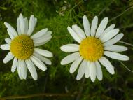 Квіти ІВАНИЦІ