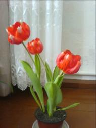 Квіти ІВАНИЦІ