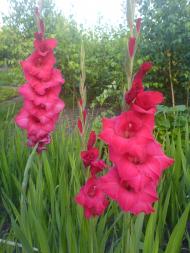 Квіти ІВАНИЦІ