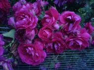 Квіти ІВАНИЦІ