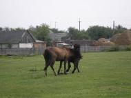 краєвид с. Выдерта