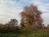 Золотые листопады