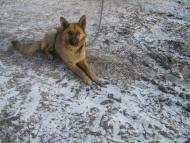 Ожарівка - Останні фото