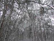 Ліс біля села Шепетин