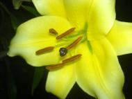 Квіти ІВАНИЦІ