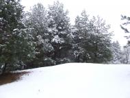 Ліс біля села Шепетин