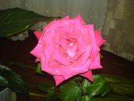 Квіти ІВАНИЦІ