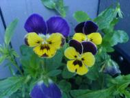 Квіти ІВАНИЦІ