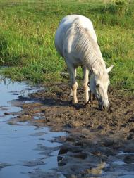 Річка Людомирка (але називайте її Мотмарка)