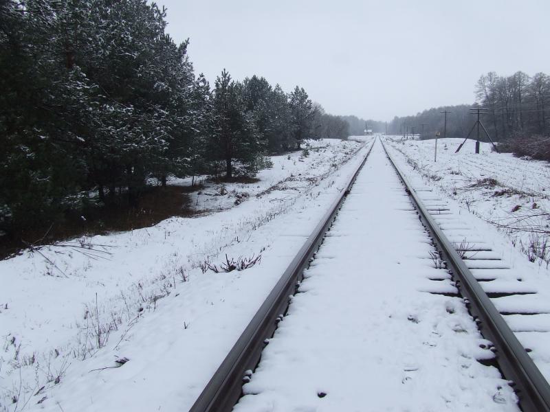 Ліс біля села Шепетин - Шепетин