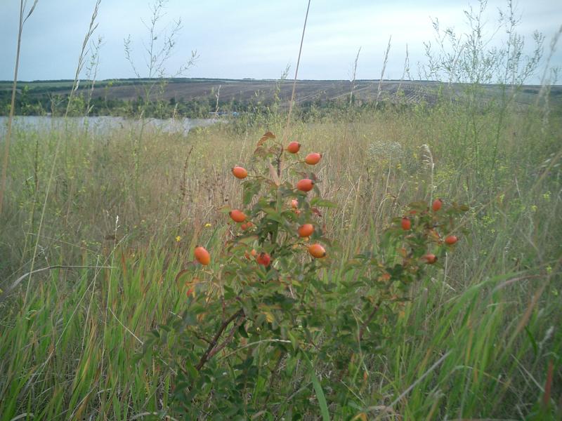 Моя Араповка - Араповка