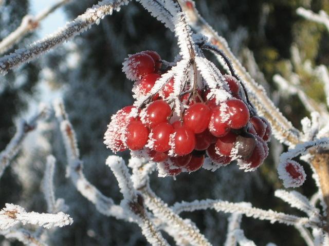 Краєвиди - Деревач