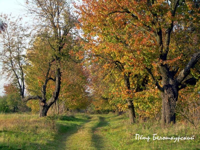 Золотые листопады - Івча