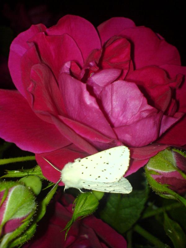 Квіти ІВАНИЦІ - Іваниця