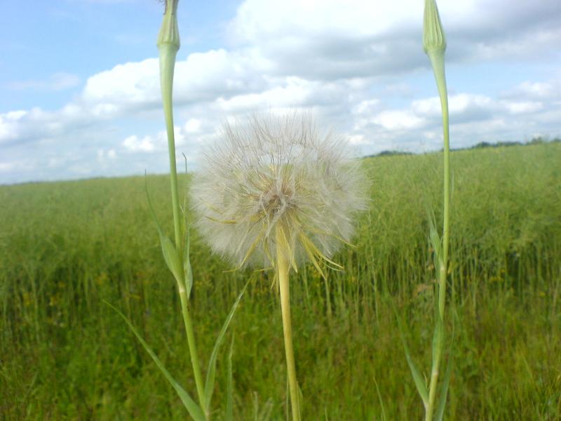 Квіти ІВАНИЦІ - Іваниця
